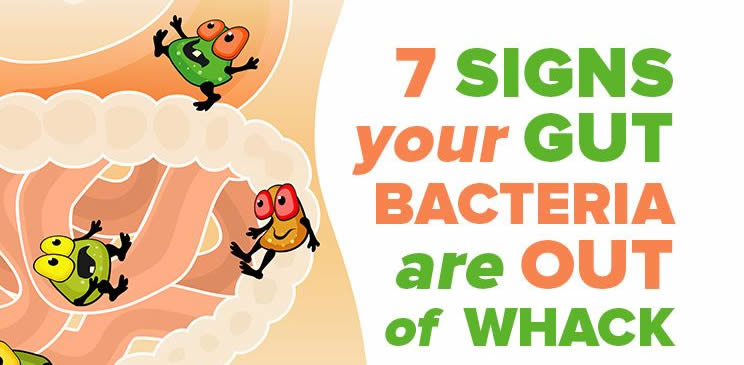 What happens if my gut has low levels of friendly bacteria?